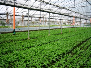 APPLICATION-OF-MICRO-IRRIGATION-AND-DRIP-IRRIGATION-IN-GREENHOUSE